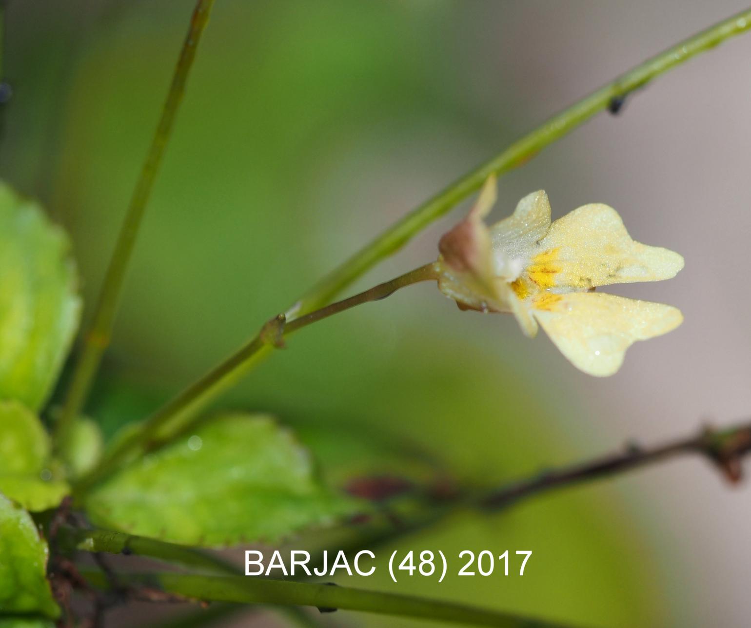 Balsam, Wild